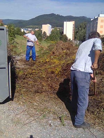 Počas likvidácie rastlín